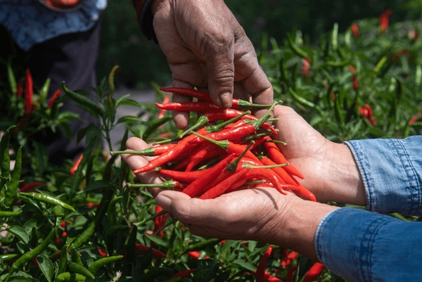 farmer picking red chilies in garden